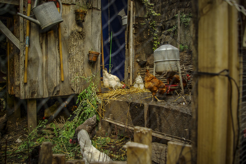 Les poules de la Recyclerie par J Barret